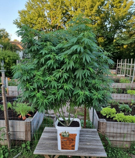 Preview: Grow Bucket Coco Mix